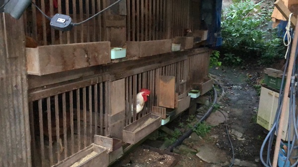 民宿孫兵衛で飼われているニワトリ